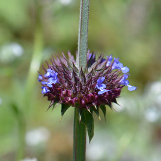 Salvia columbariae, Chia
